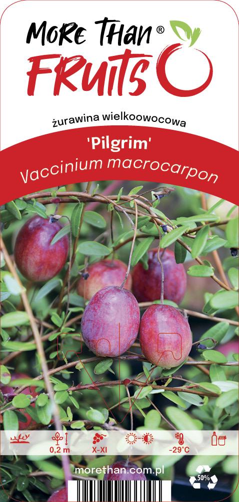 Amerikansk tranbär Vaccinium macrocarpon Pilgrim C2