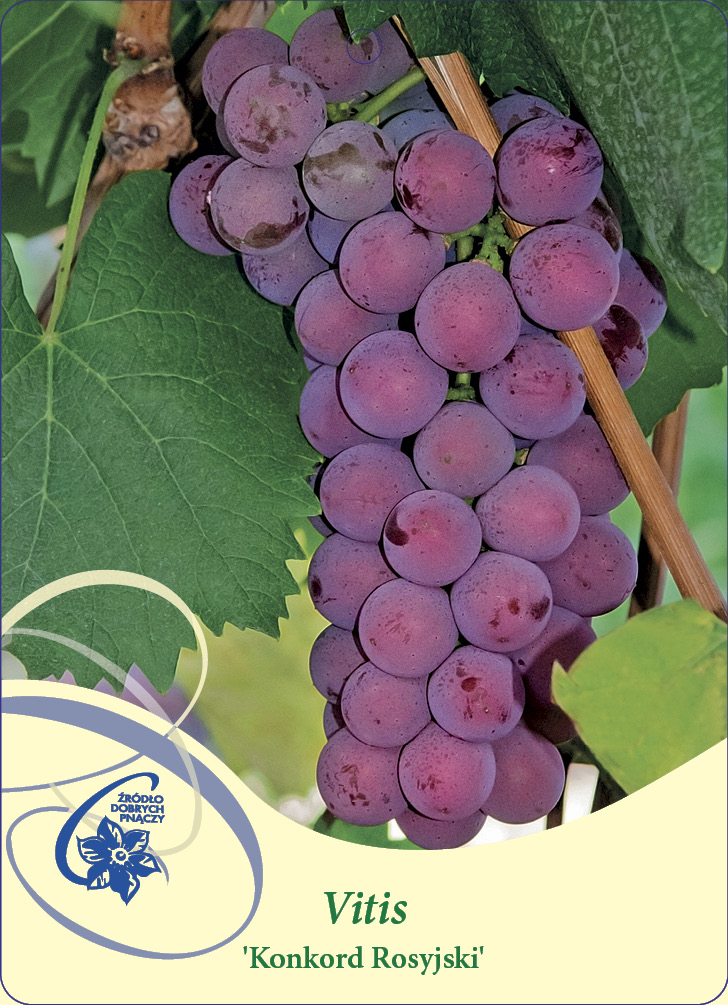 Vindruva Vitis Konkord Rosyjski C2 - Träbolaget