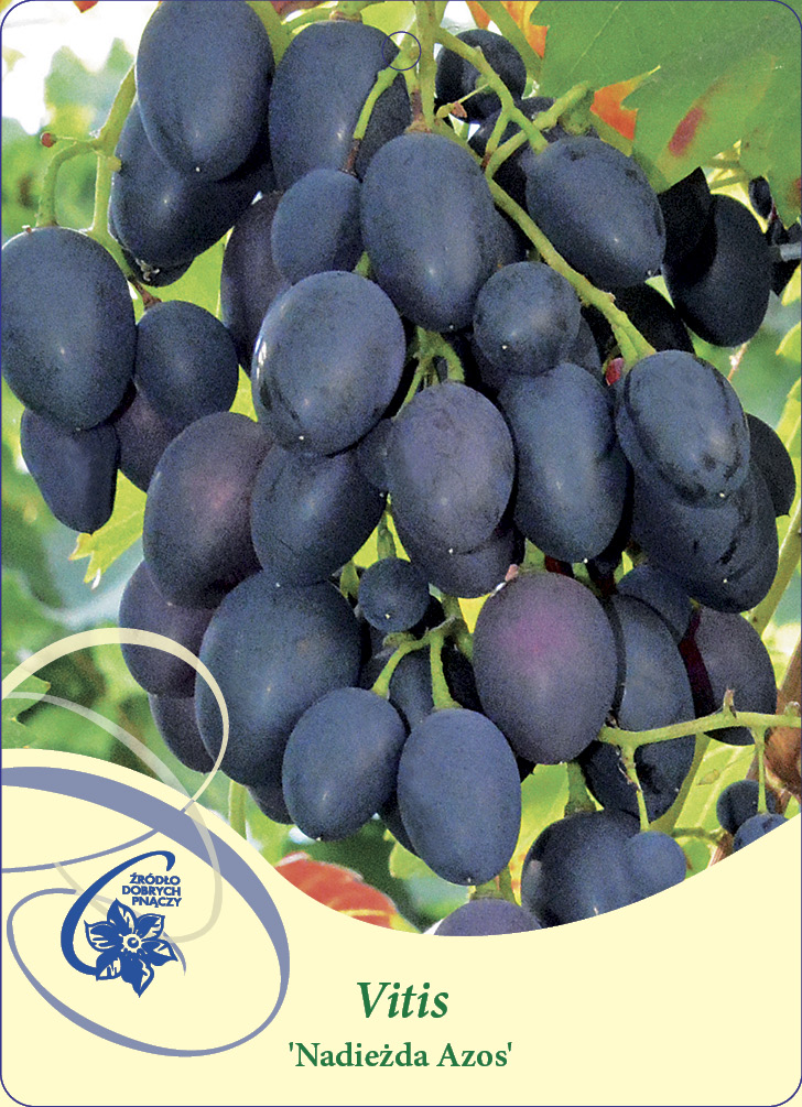 Vindruva Vitis Nadieżda Azos C2 - Träbolaget
