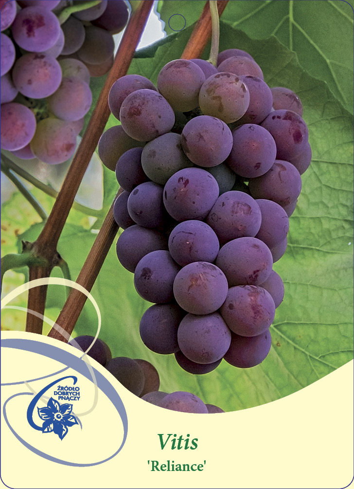 Vindruva Vitis Reliance C2 - Träbolaget