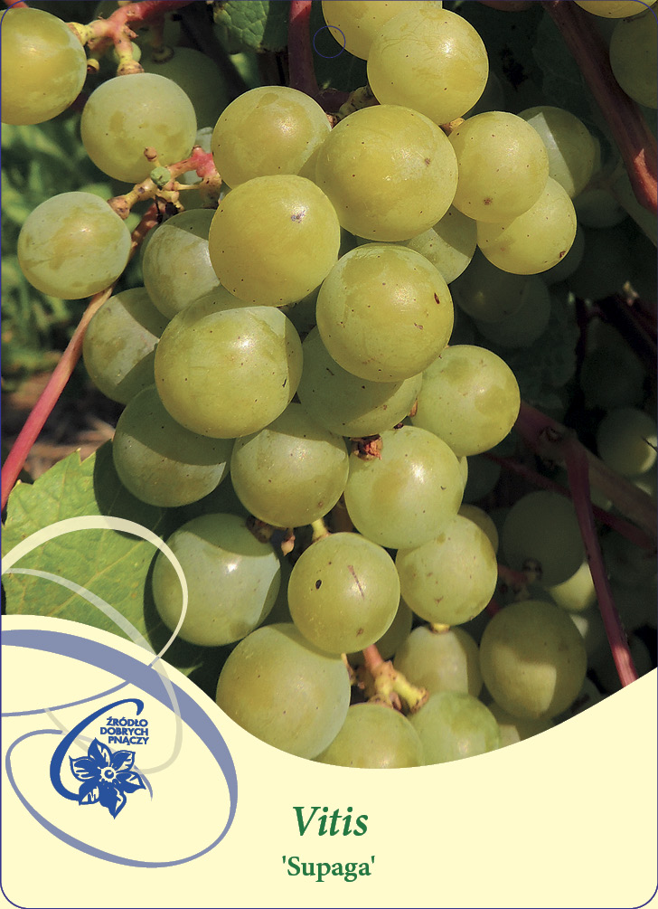 Vindruva Vitis Supaga C2 - Träbolaget