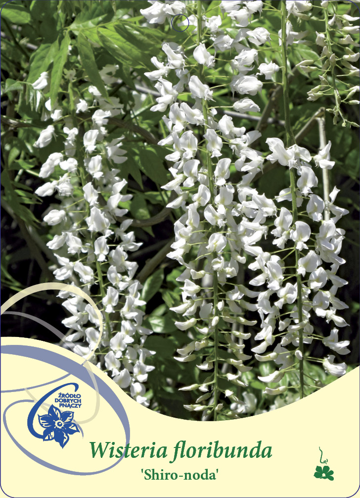 Blåregn Wisteria floribunda Shiro-noda C2