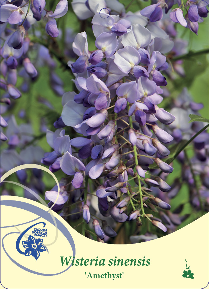 Blåregn Wisteria sinensis Amethyst C2