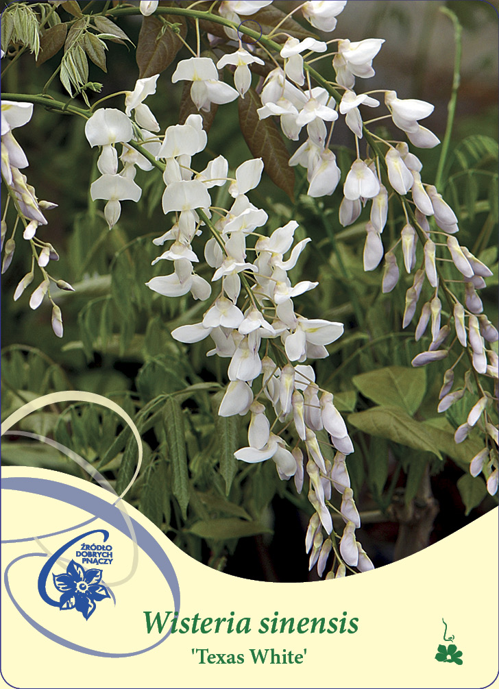 Blåregn Wisteria sinensis Texas White C2
