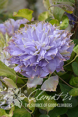 Clematis Blue Ice Cream