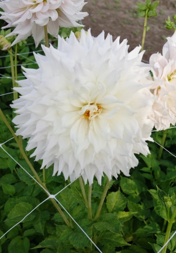 Dahlia Deco. Kas Cloud