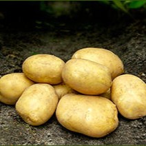 Sättpotatis ROYAL 1kg Nyhet 2026!