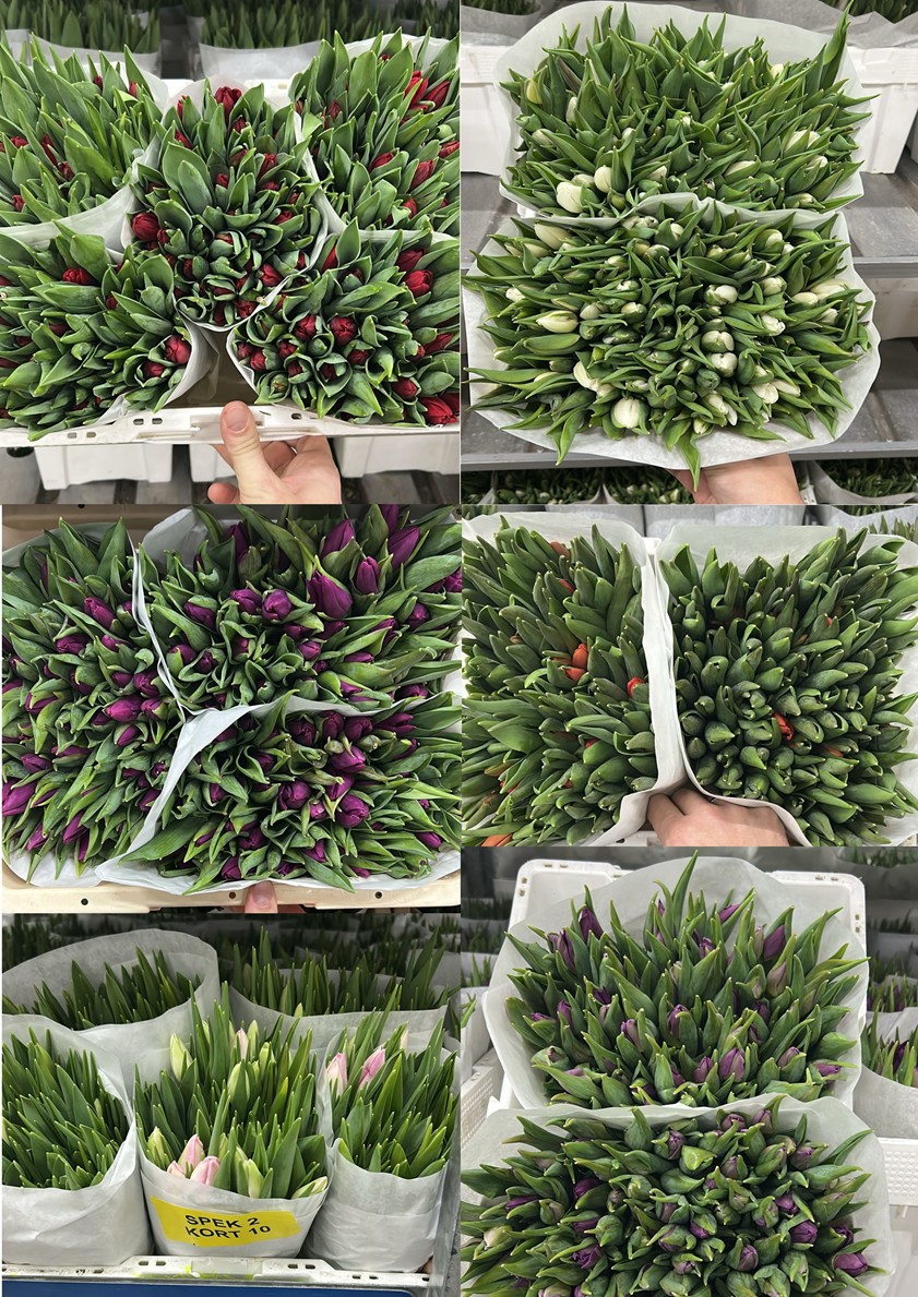 Tulpaner 10 pack 2 sort korta